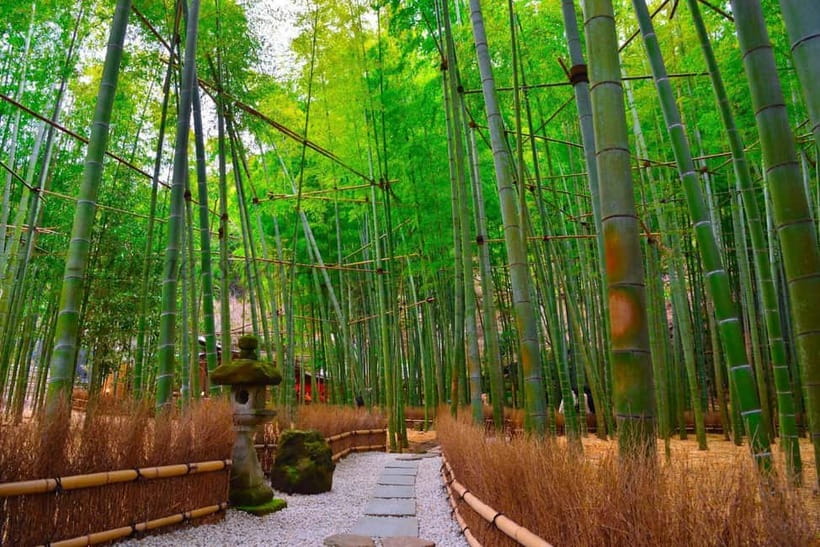 1-Day trip: Kamakura City (Enoshima/Shonan/Beach) - Choosing your Kamakura temples: Enkakuji, Kencho-ji, Kotokuin, Hasedera
