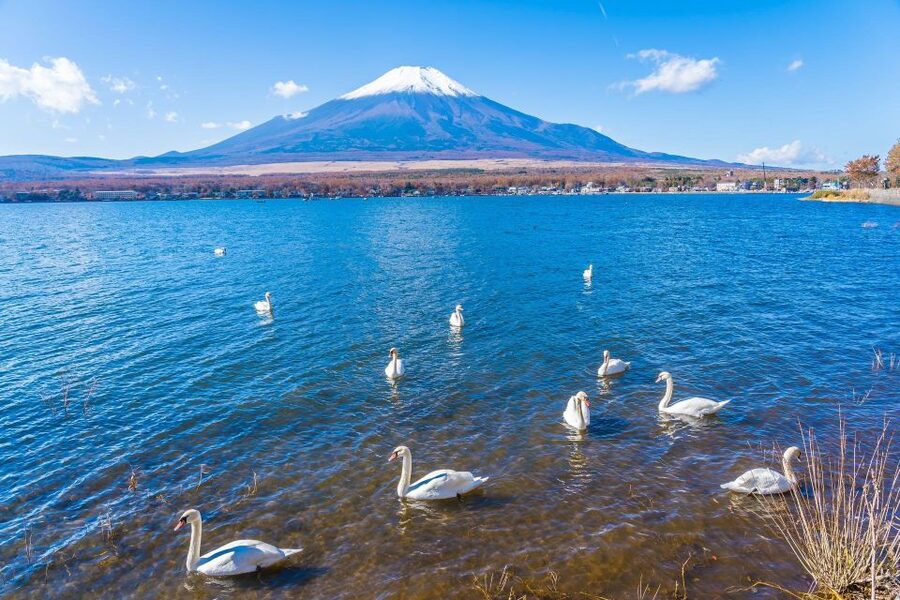 1-Day trip: Mt Fuji + Kawaguchi Lake area - Fuji-Q Highland option: when you want energy on a Mt. Fuji day