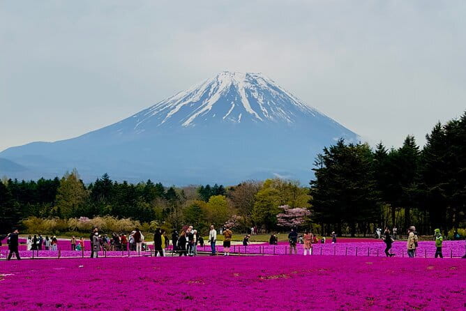 5-Hour Tokyo Private Layover Tour from Haneda Airport - Stop 3: Ueno Park for a calmer break