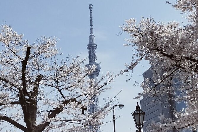 Cherry Blossom Highlights, Asakusa, Ueno, Imperial Palace Garden - Key highlights to expect