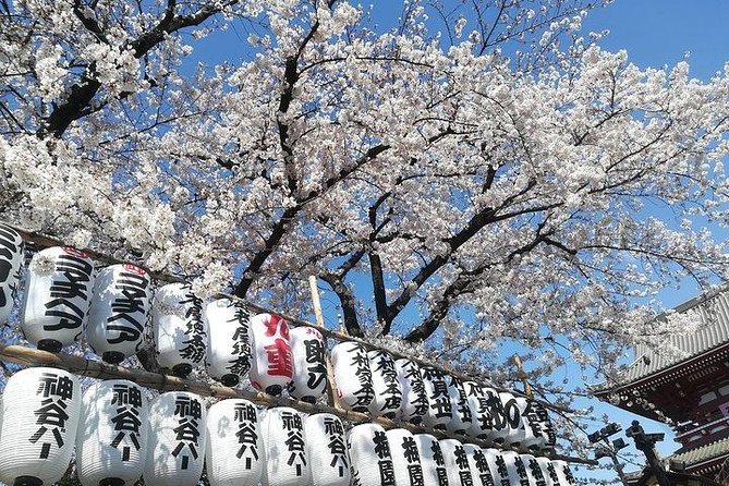 Cherry Blossom Highlights, Asakusa, Ueno, Imperial Palace Garden - Why this cherry blossom route makes sense (and what it solves)