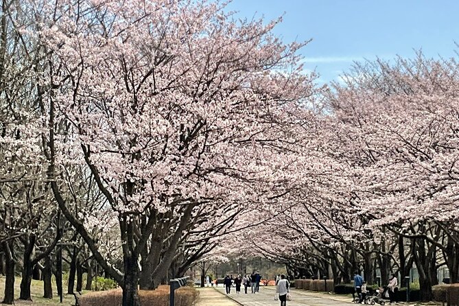 Cherry Blossom Highlights, Asakusa, Ueno, Imperial Palace Garden - Tsukiji food time: market energy and a sushi decision