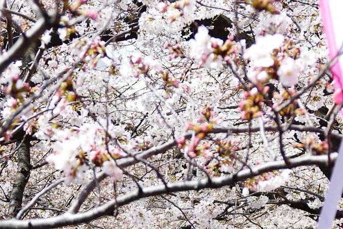 Cherry Blossom Private Tour - Price and Group Math for Up to 9 People
