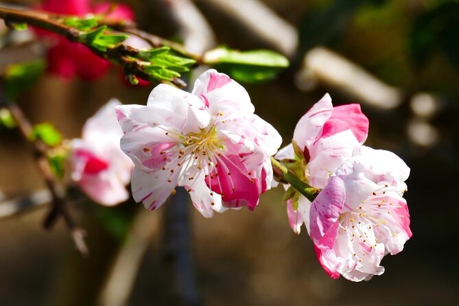 Cherry Blossom Private Tour - Imperial Palace: Learning Sakura Varieties in 20 Minutes