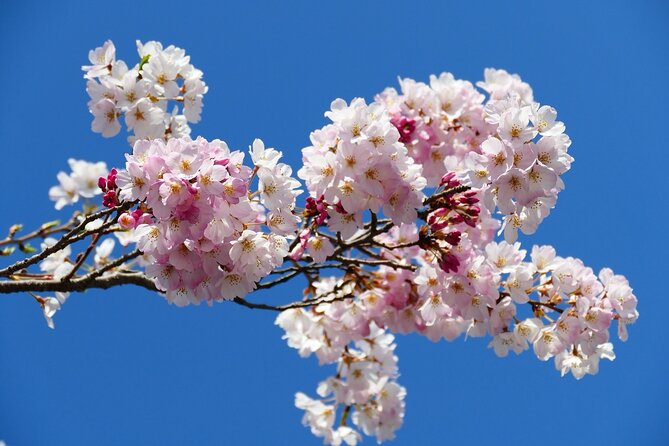Cherry Blossom Private Tour - Akasaka and Roppongi: Quiet Photo Spots With Real Tokyo Views