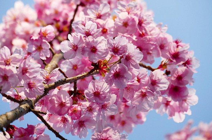 Cherry Blossom Private Tour - Your Private Guide, Q&A, and the Small Comforts