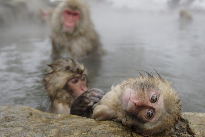 Day Trip to See the Snow Monkeys from Shinjuku with Lunch Buffet - Key highlights worth planning around