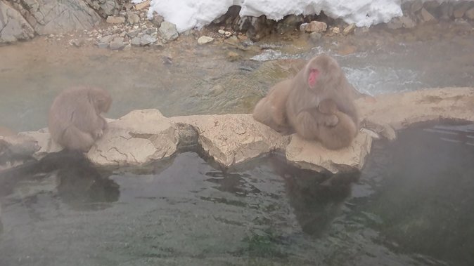 Day Trip to See the Snow Monkeys from Shinjuku with Lunch Buffet - Snow monkey etiquette: how to stay safe and not ruin the moment
