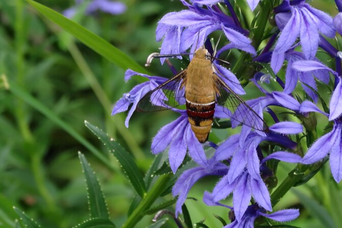 Easygoing Nature Walk in Hakone Tour - Hakone Botanical Garden of Wetlands: the “slow looking” part