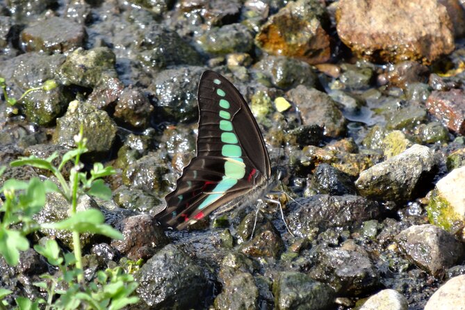 Easygoing Nature Walk in Hakone Tour - Yoshi as your nature guide: small-group questions, real attention