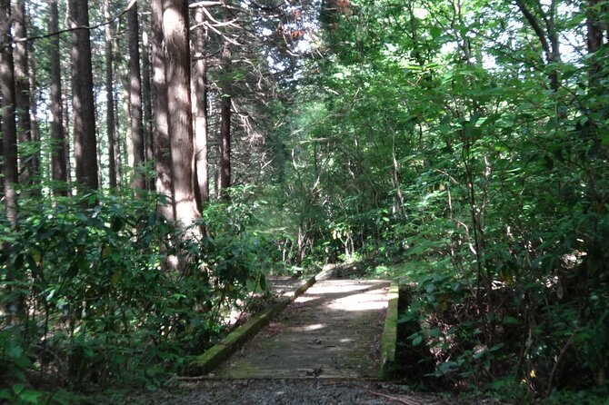 Easygoing Nature Walk in Hakone Tour - Walking time, comfort, and what to bring for a smooth day