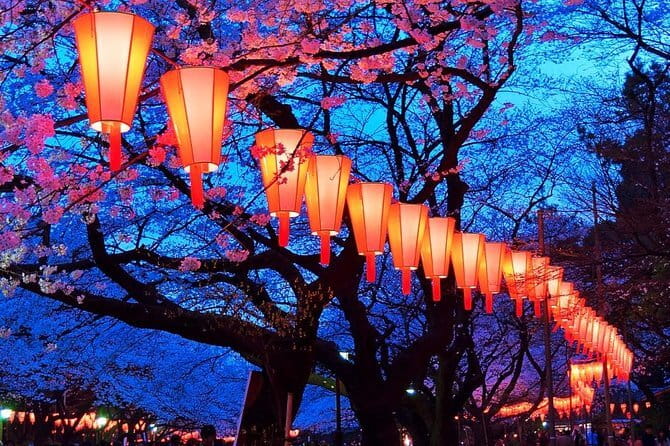 Evening Hanami (Cherry Blossom) Experience with a Local - Why Meguro River at 4:30 pm Changes Everything
