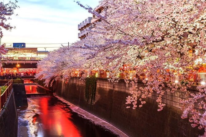 Evening Hanami (Cherry Blossom) Experience with a Local - Meeting Point Near Nakameguro, and How You Get Oriented Fast
