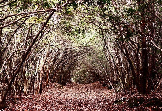 Explore Mt. Fuji Ice Cave in Aokigahara Forest - Key takeaways before you go