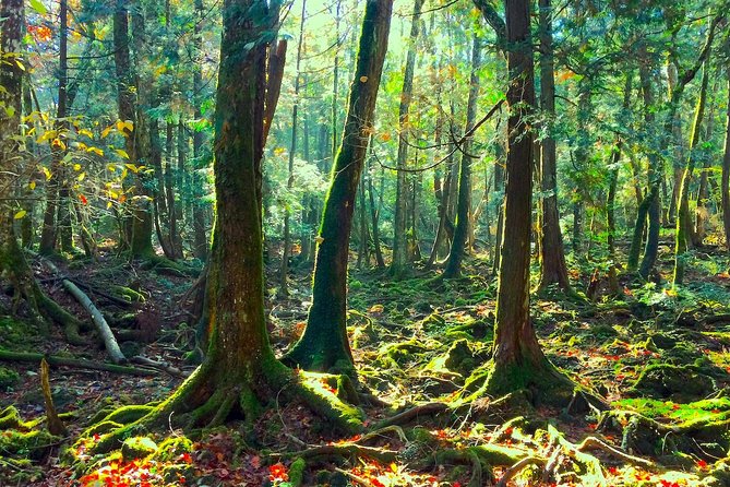 Explore Mt. Fuji Ice Cave in Aokigahara Forest - Mt. Fuji Ice Caves start with lava tubes, then frozen time