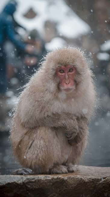 F: Tokyo:Nagano snow monkey/Zenko Ji temple private day tour - Why This Tokyo to Nagano Mix Works So Well
