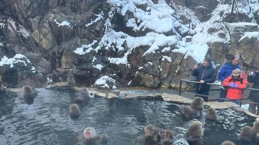F: Tokyo:Nagano snow monkey/Zenko Ji temple private day tour - Private Pickup, Luxury Van Comfort, and Real Time Savings