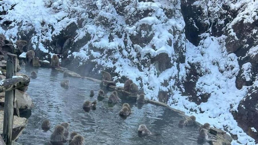 F: Tokyo:Nagano snow monkey/Zenko Ji temple private day tour - Zenko-ji Temple in One Guided Hour: Old Artifacts and Places to Slow Down