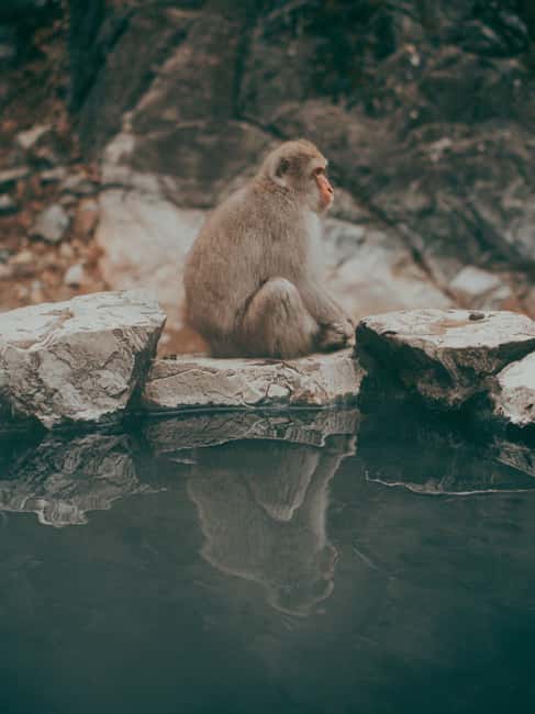F: Tokyo:Nagano snow monkey/Zenko Ji temple private day tour - Jigokudani Monkey Park: Hot Springs, Snow, and the Reality of Animal Timing