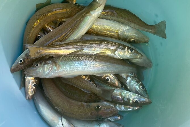 Fishing with Mt. Fuji Views and Japanese Home Cooking Experience - The Fishing Lesson: Targeting Shirogisu Like a Local