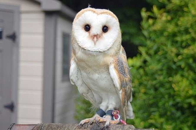Freely set up plans Guided Private Tours in Tokyo - Skytree and Ueno Zoo: skyline wow and classic animal Tokyo