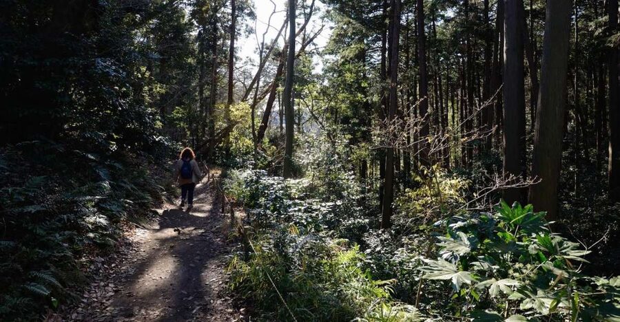 From Kamakura: Daibutsu Hiking Trail Tour with Local Guide - Meeting Your Guide in Kamakura, Not Tokyo