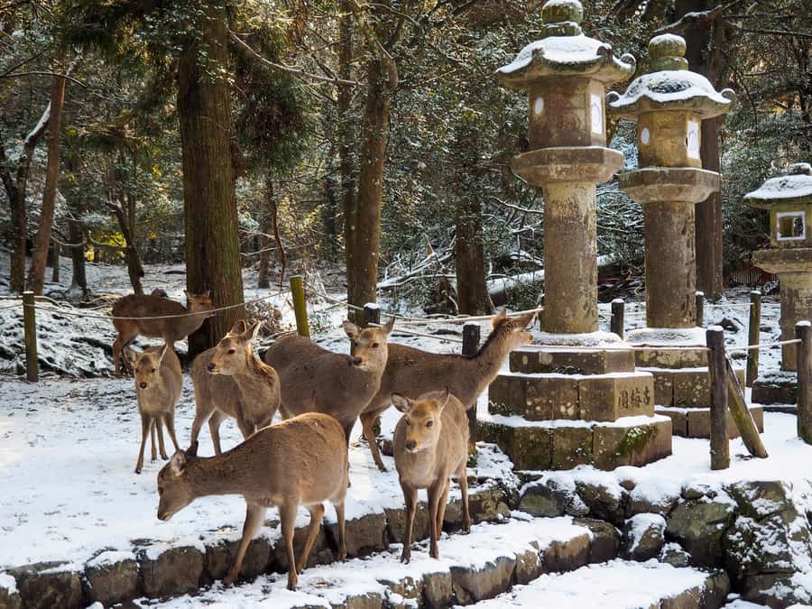 From Osaka: Kyoto & Nara Highlights Day Tour (7 attractions) - Kiyomizu-dera: Panoramic Terrace Views and UNESCO-Level Drama
