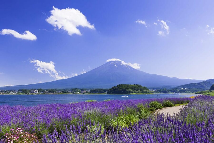 From Tokyo: Fuji Mountain Area - FujiQ - Lake Kawaguchiko - Chureito Pagoda - A Private Toyota Alphard Day Trip That Keeps You Comfortable