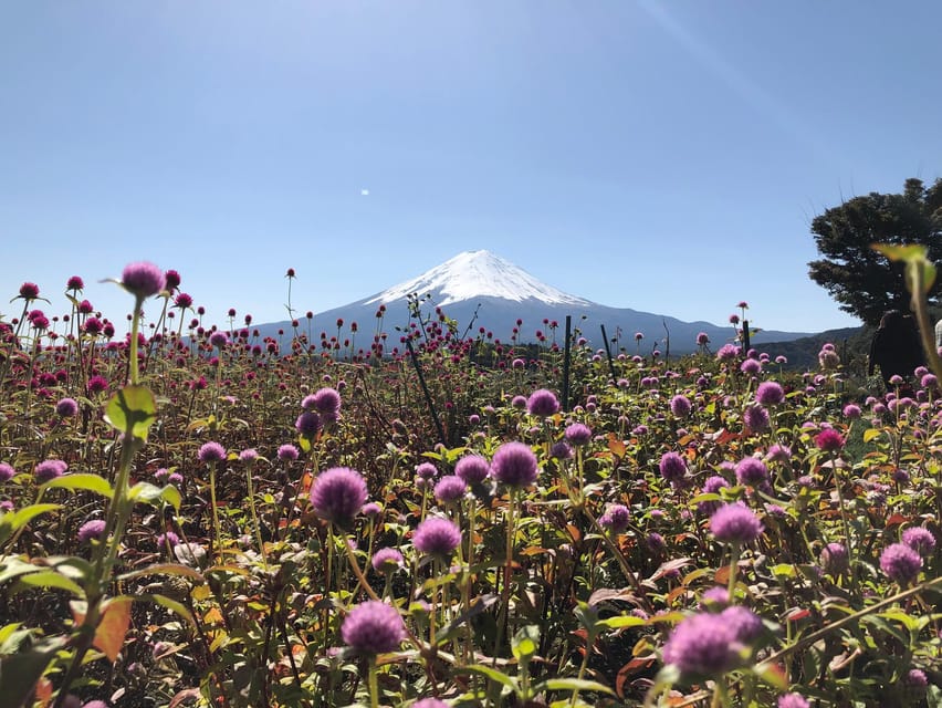 From Tokyo: Mount Fuji, Cruise and Sake Tour - Who this Mount Fuji and sake tour suits best