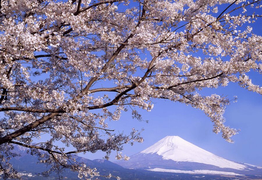 From Tokyo: Mt. Fuji, Hakone, Owakudani & Lake Ashi Bus Tour - Owakudani Volcanic Valley: Steam Vents and Geology Up Close