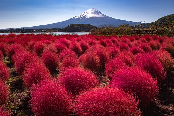 From Tokyo Mt.Fuji, Lake Kawaguchi, Makaino Farm day tour - Price and Value: What You Get for About $84.70