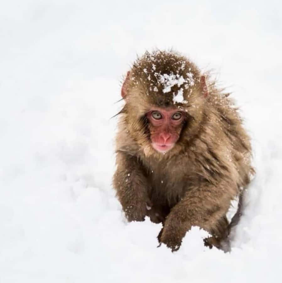 From Tokyo: Nagano Full Day Private Snow Monkey Park Tour - Key points at a glance