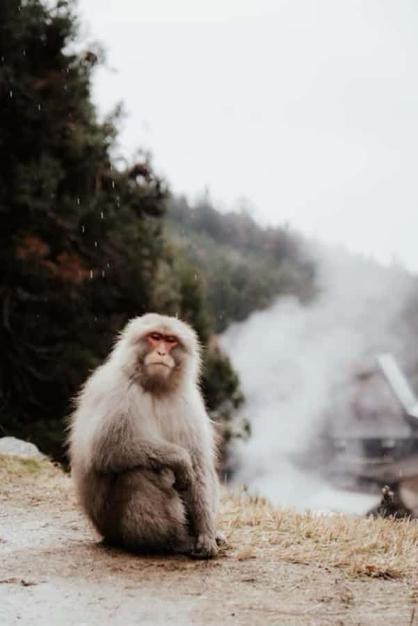 From Tokyo: Nagano Full Day Private Snow Monkey Park Tour - Should you book this Tokyo to Nagano snow monkey tour?