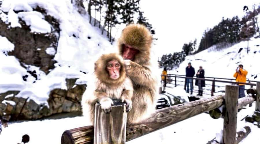 From Tokyo: Nagano Full Day Private Snow Monkey Park Tour - Private door-to-door Nagano time saver from Tokyo