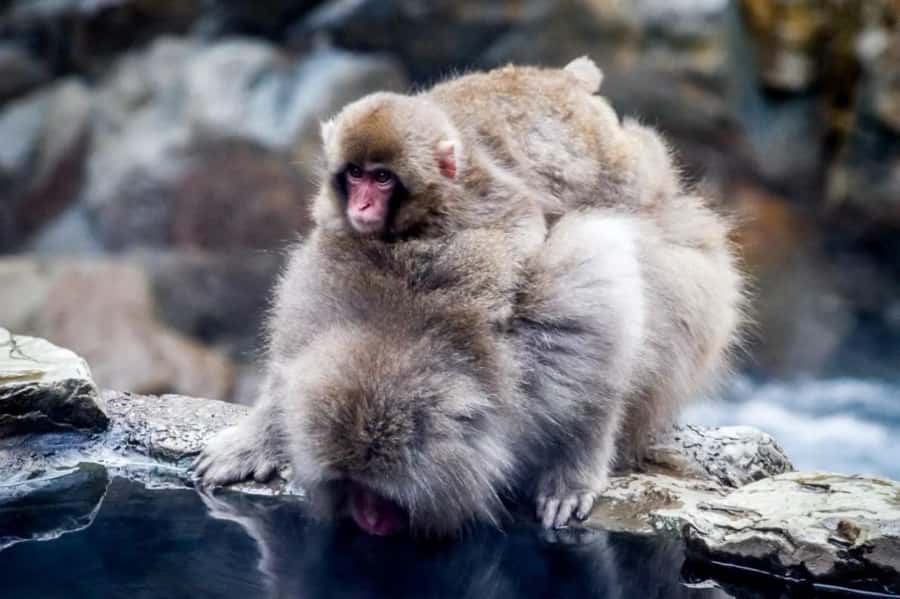 From Tokyo: Nagano Full Day Private Snow Monkey Park Tour - Jigokudani Yaen-Koen: the snow monkey hot spring experience and the walk to get there