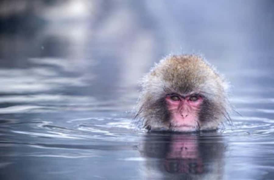From Tokyo: Nagano Full Day Private Snow Monkey Park Tour - Zenkoji Temple in Nagano City: Sanmon Gate to Amida Buddha