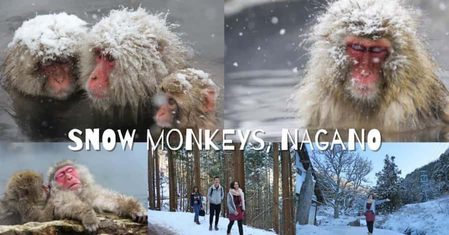 From Tokyo: Nagano Full Day Private Snow Monkey Park Tour - The miso brewery stop: learning how Japanese flavors are made