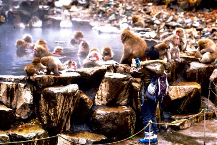 From Tokyo: Nagano Full Day Private Snow Monkey Park Tour - Price and value for a private group up to 6