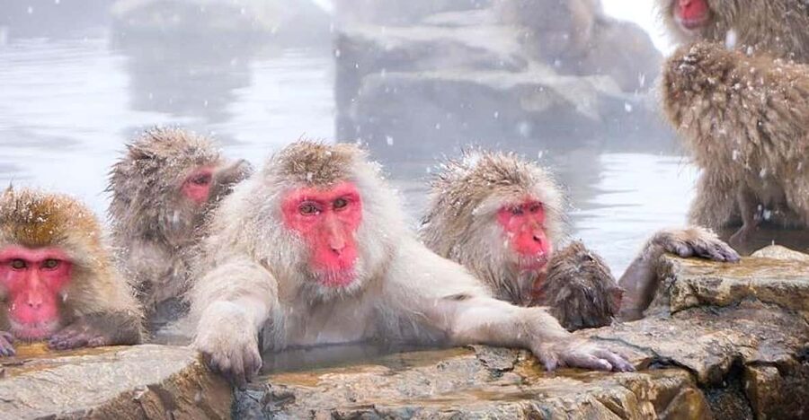 From Tokyo/Nagano : Private Snow Monkeys Park Full Day Trip - Key highlights worth getting excited about