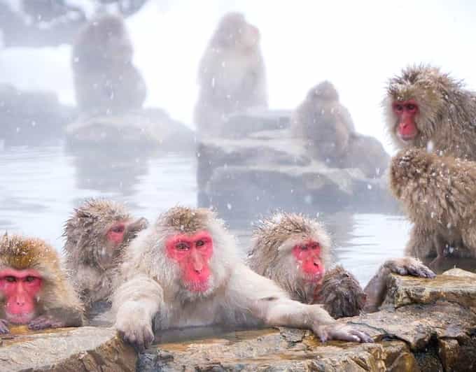 From Tokyo/Nagano : Private Snow Monkeys Park Full Day Trip - Jigokudani Monkey Park: the walk, the monkeys, and why timing matters