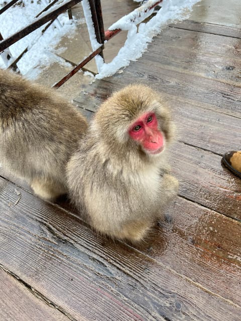 From Tokyo: Nagano Snow Monkey Park Zenkoji Temple Day Trip - Key things you will notice right away