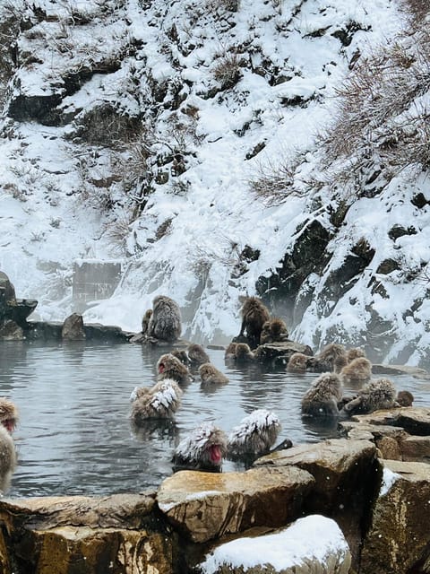 From Tokyo: Nagano Snow Monkey Park Zenkoji Temple Day Trip - Why this one-day Nagano plan works when you have limited time