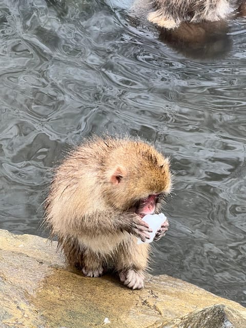 From Tokyo: Nagano Snow Monkey Park Zenkoji Temple Day Trip - Jigokudani Monkey Park: the guided walk to cold-weather magic