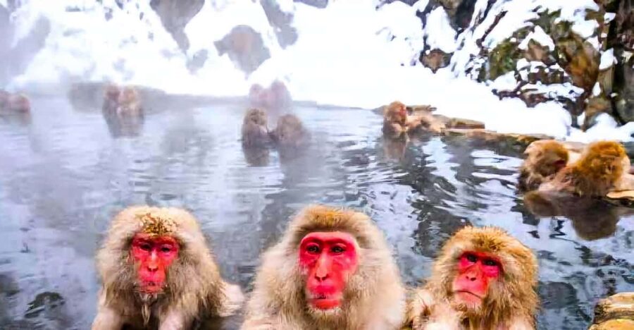 From Tokyo: Nagano Snow Monkey Park Zenkoji Temple Day Trip - Shibu Onsen hot spring break: how to time your soak