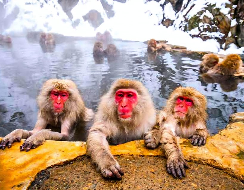 From Tokyo: Nagano Snow Monkey Park Zenkoji Temple Day Trip - What the English-speaking driver actually changes in a day like this