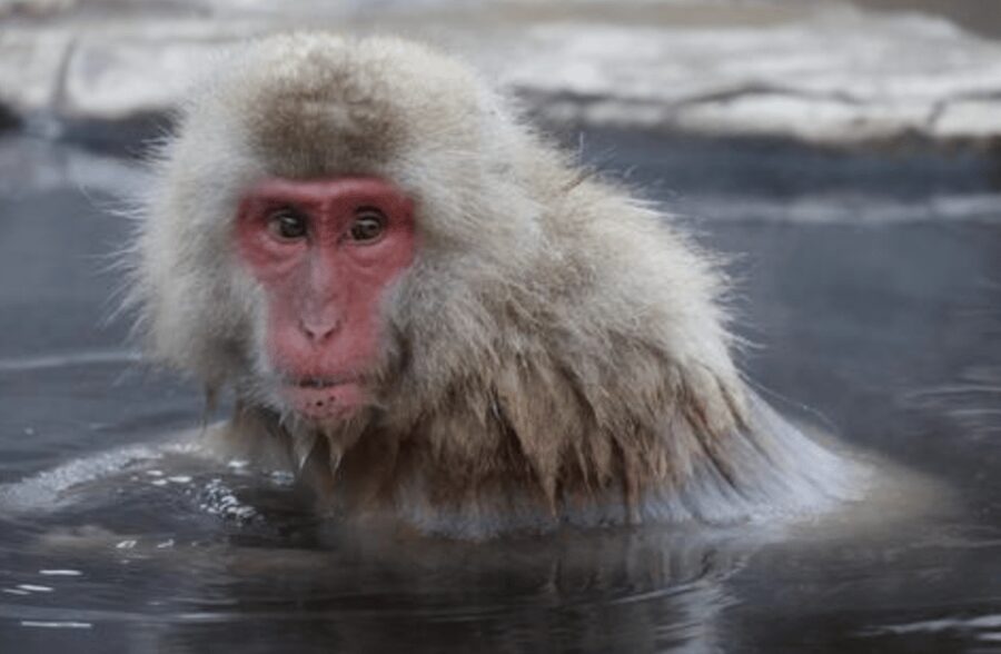 From Tokyo: Private Day Trip to Snow Monkey & Zenkoji - Zenkoji Temple: a quiet, guided dose of tradition
