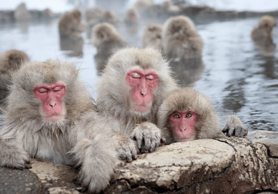 From Tokyo: Private Day Trip to Snow Monkey & Zenkoji - Transportation and comfort: private pickup, practical routing