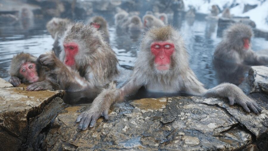 From Tokyo: Private Tour Snow Monkey Park & Zenko-ji Temple - Key Highlights Worth Your Attention