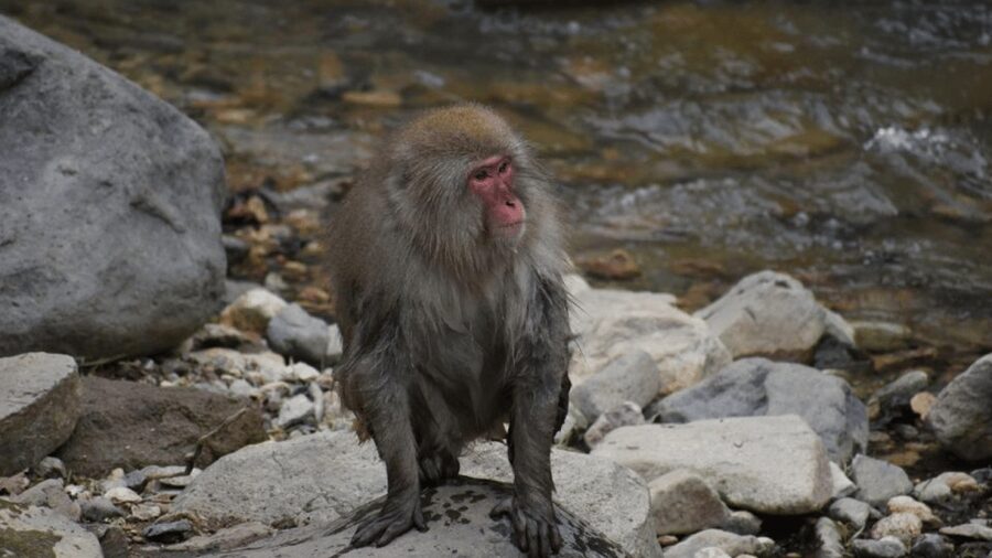 From Tokyo: Private Tour Snow Monkey Park & Zenko-ji Temple - Matsushiro Castle Ruins: Samurai Atmosphere Without the Museum Fatigue