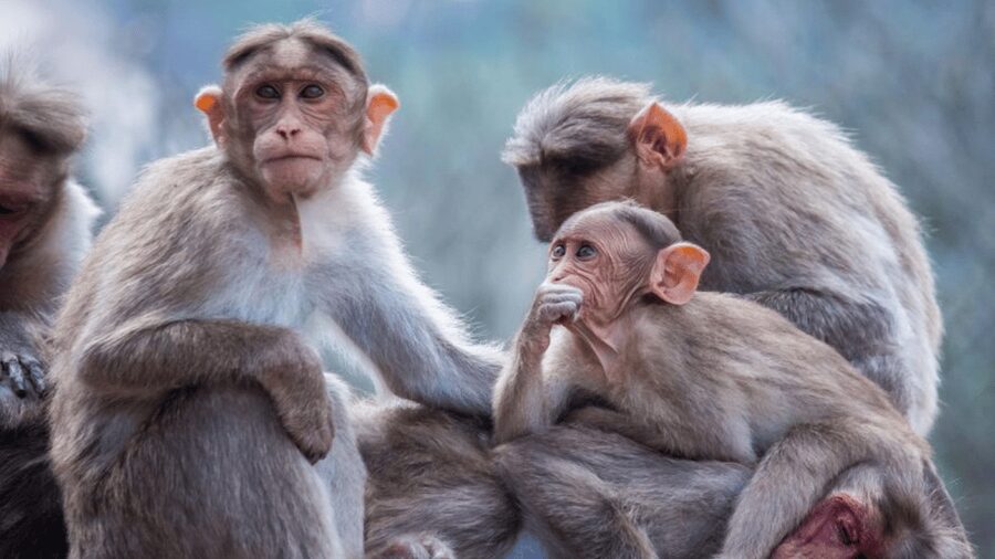 From Tokyo: Private Tour Snow Monkey Park & Zenko-ji Temple - Obuse: A One-Hour Taste of Old Japan Vibes
